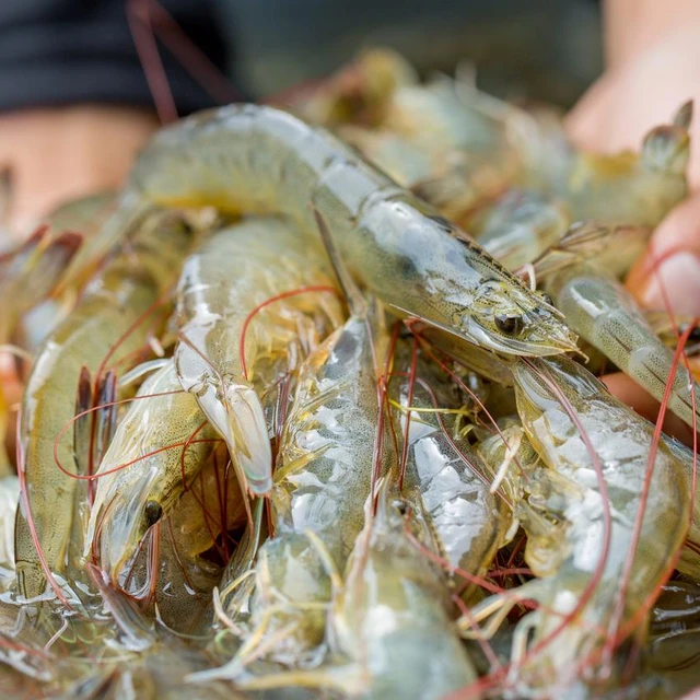seafood protein prawns
