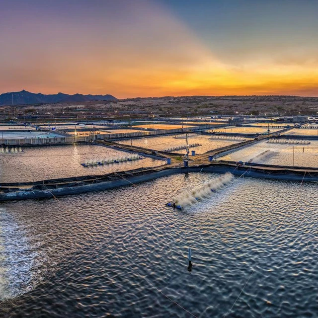 Seafood prawn farm in Thailand