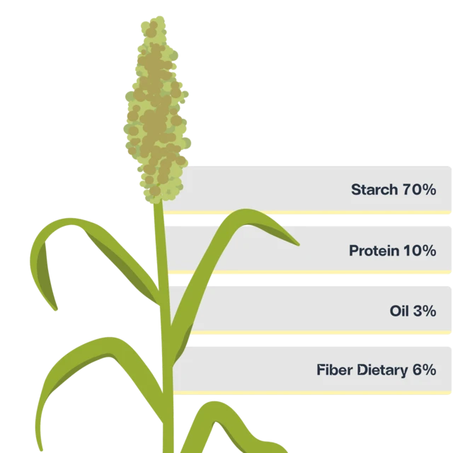 Sorghum_Graphic