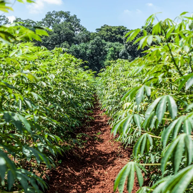 Cassava plant