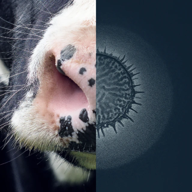 Feed Smarter Dairy