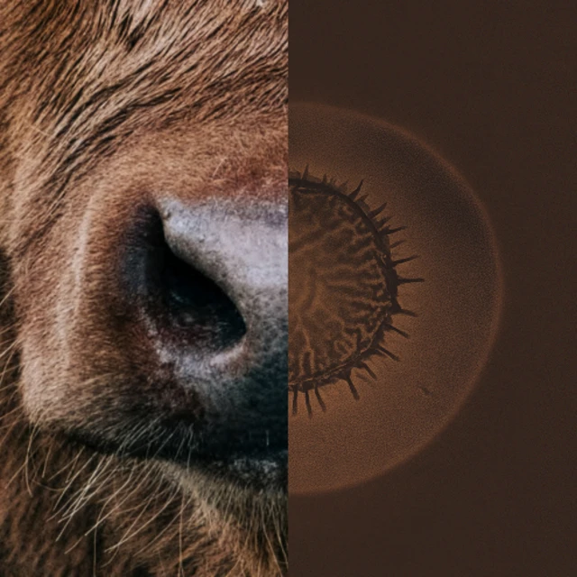 Beef - feed smarter
