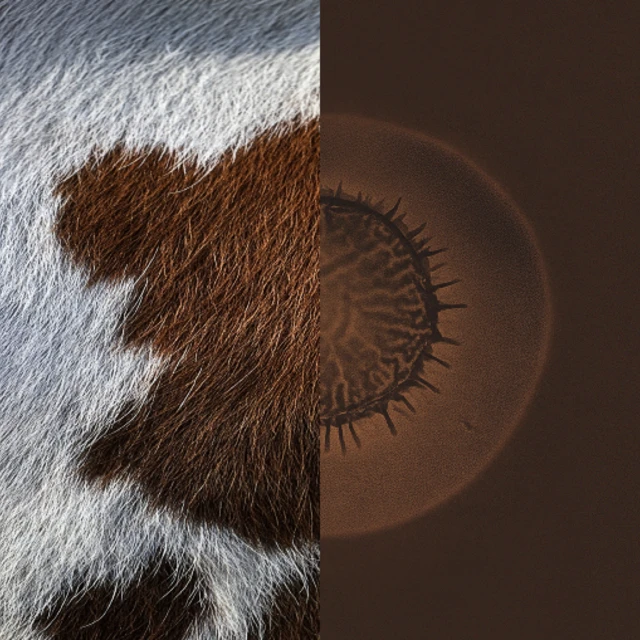 Bovacillus