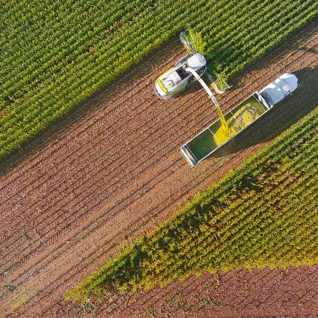 A tractor harvests crops on a sunny day on a farm 