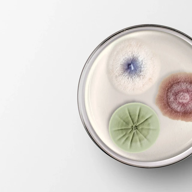 Strategy Petri Dish