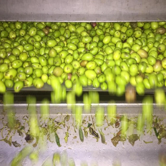 olive