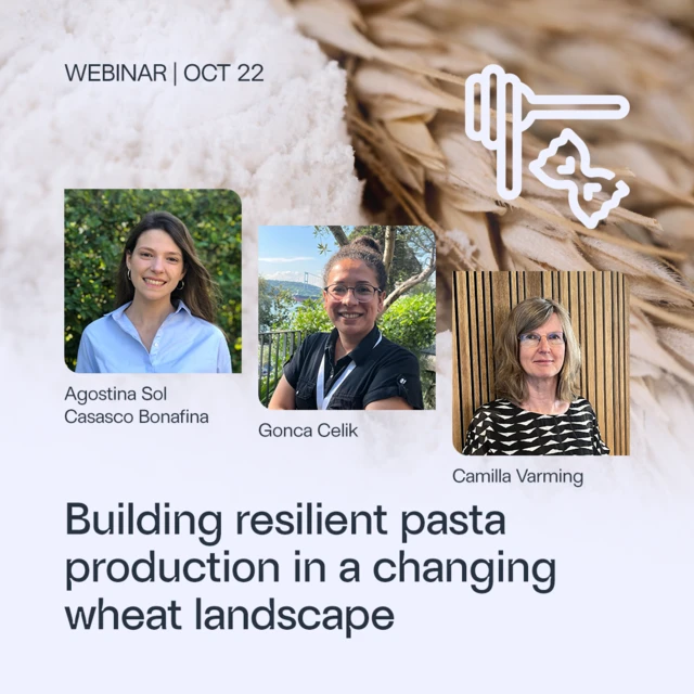 Promotional webinar graphic for October 22 featuring the title “Building resilient pasta production in a changing wheat landscape.” The background shows a close-up of wheat grains and flour, with icons of a honey dipper and a wheat head in the upper right corner. Three speaker headshots are displayed across the center.