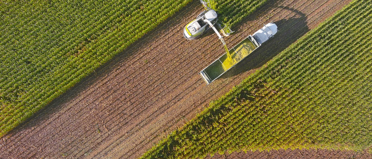 Farmer harvesting