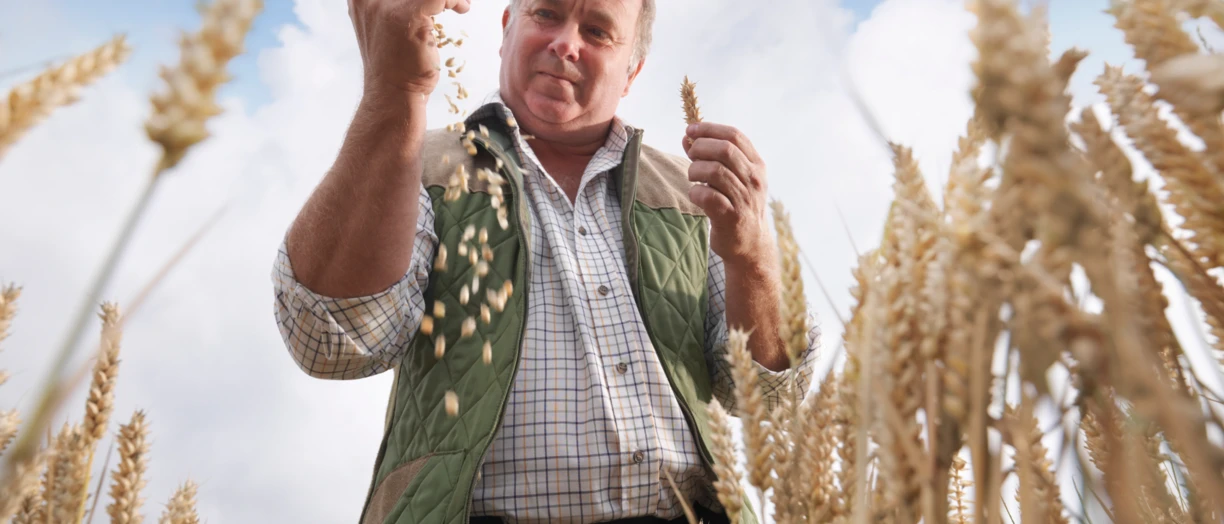 Man in wheat field