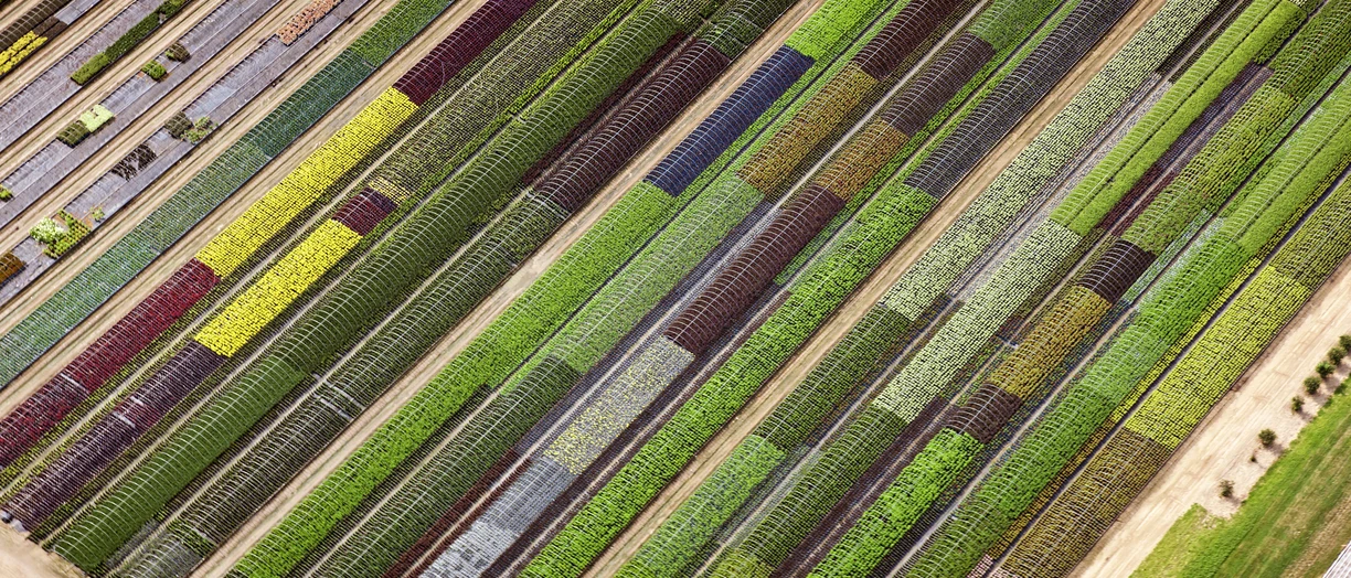 Aerial view of colourful rows of plants on farm