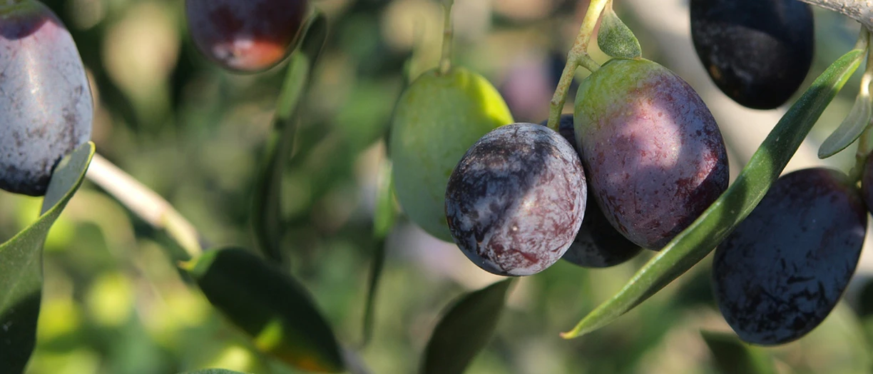 Olives_on_a_branch