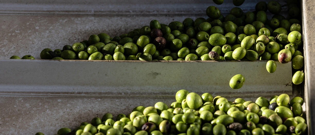 OliveOil_harvested_and_sorted
