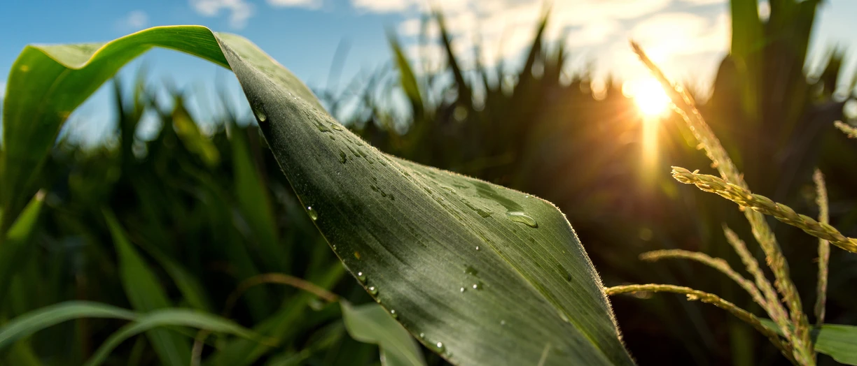 Close-up of wet plant against sky