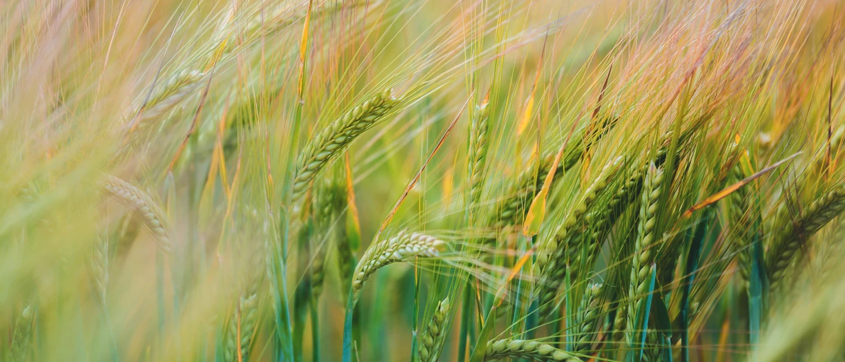 Green wheat fields