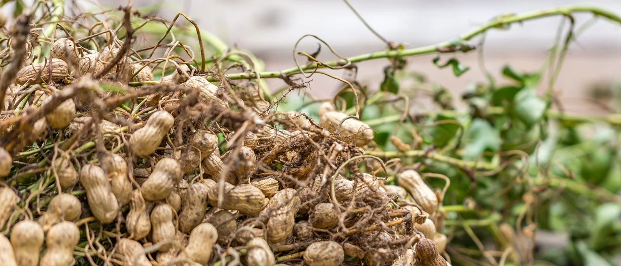 Brooklet Peanut Festival