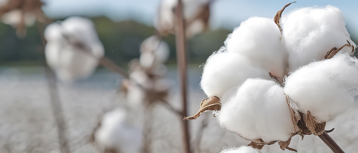 field of cotton plants with white cotton bolls
