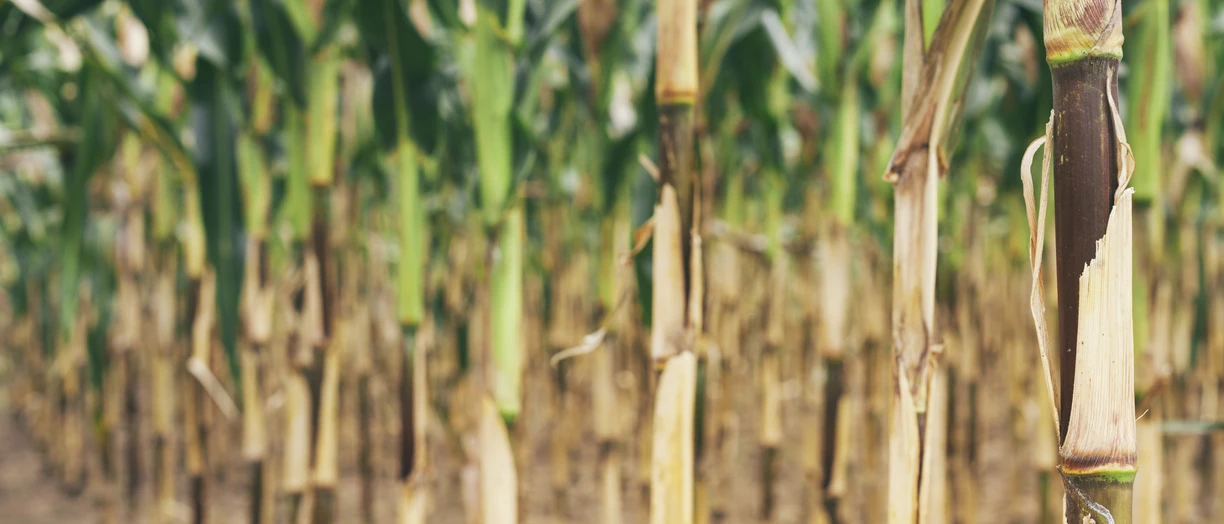 Bulgaria, Razgrad, row of maize plants in drought condition