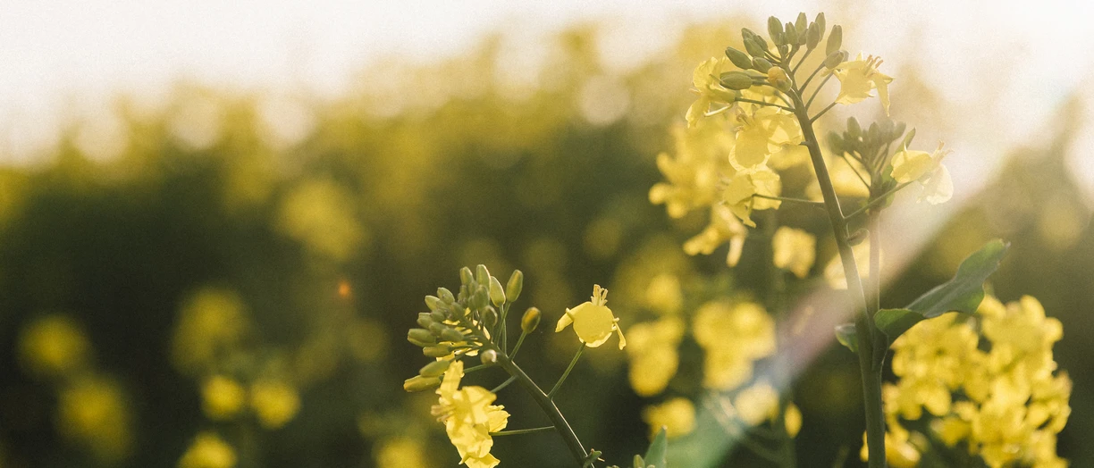 Close up of canola plant flowering in sunlight