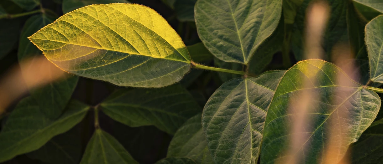 Closeup field of soybeans 