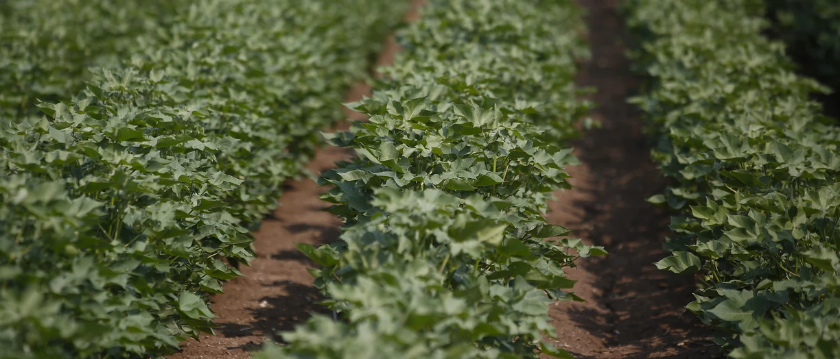 Cotton plants grow in a field