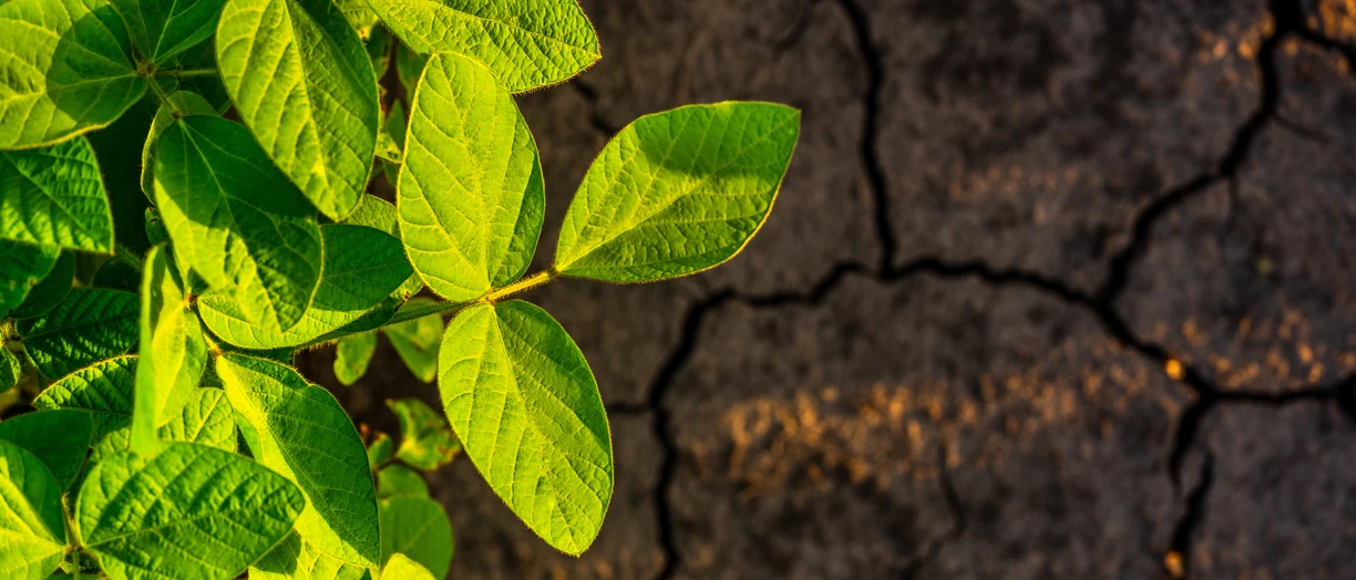 High angle view of plant growing on field