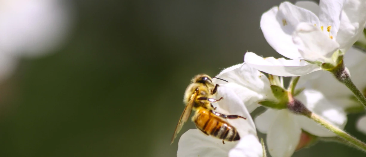 Honey Bee Pollinating Apple Blossoms