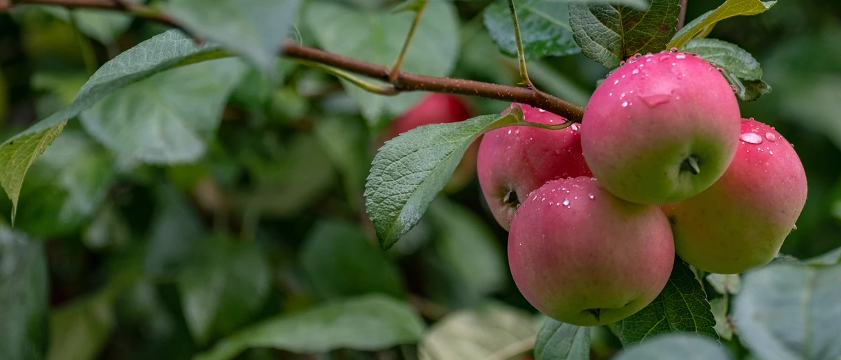 Wet apples on a branch after the rain