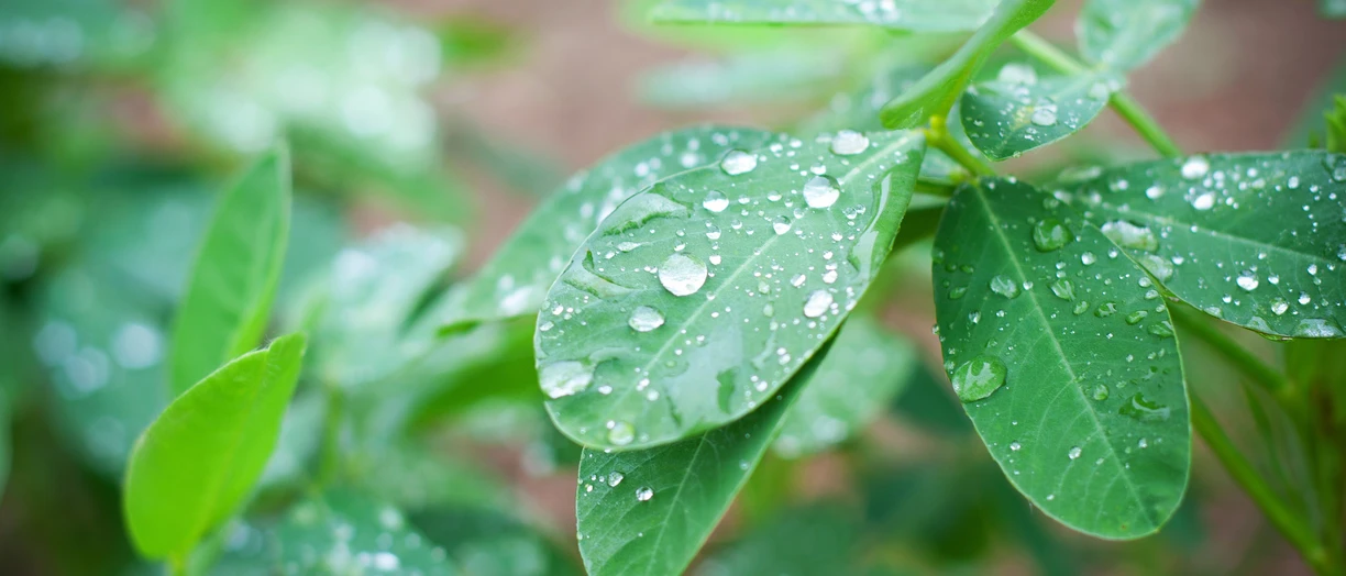 Each season, there are a number of obstacles standing between you and better peanut crop yields, including: Moisture. Early in the season, a water deficit can cause growth delays while at harvest it can be troublesome. Plant stress due to the unpredictable, changing climate. Timing when to dig to ensure proper oil content and seed quality.