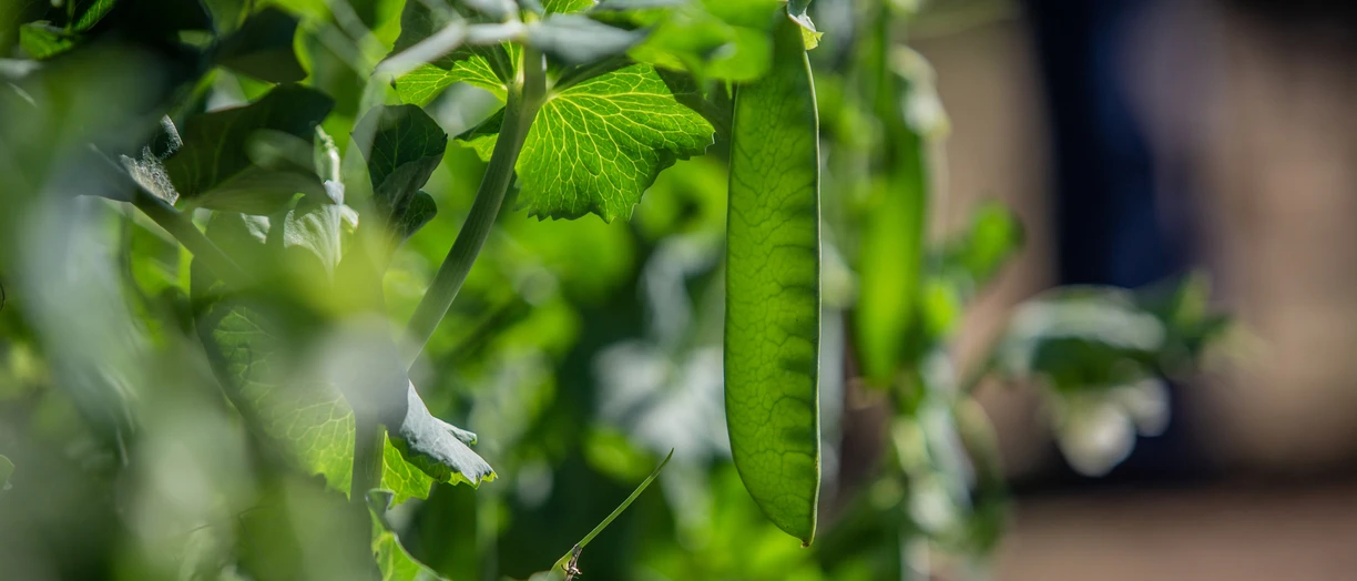 Peas Grow On The Vine