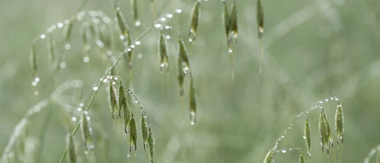wheat plant after rain