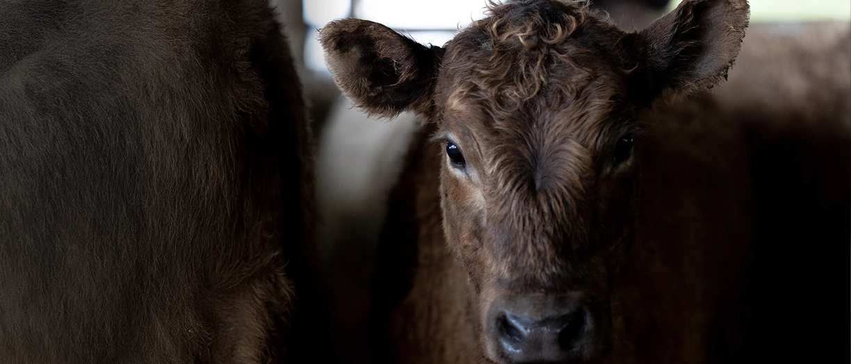 beef cattle