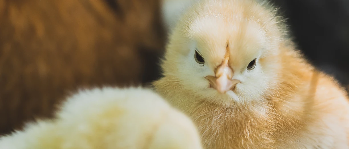 Poultry