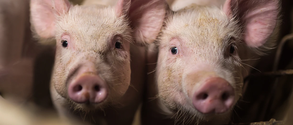 Pigs
