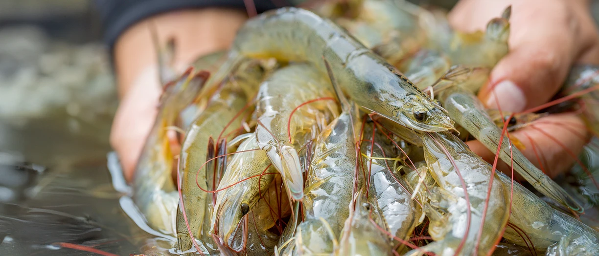 aquaculture