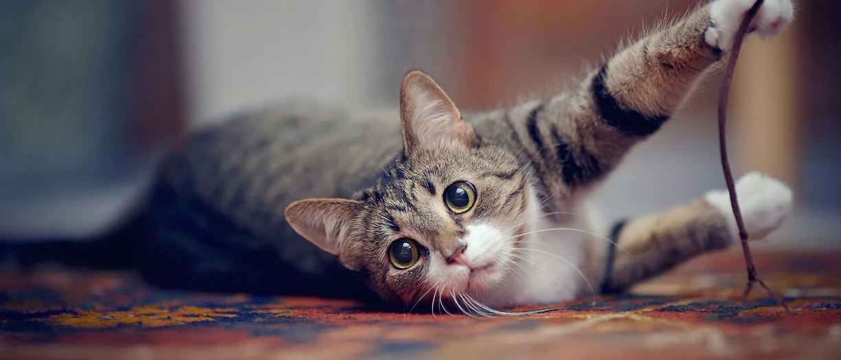cat playing