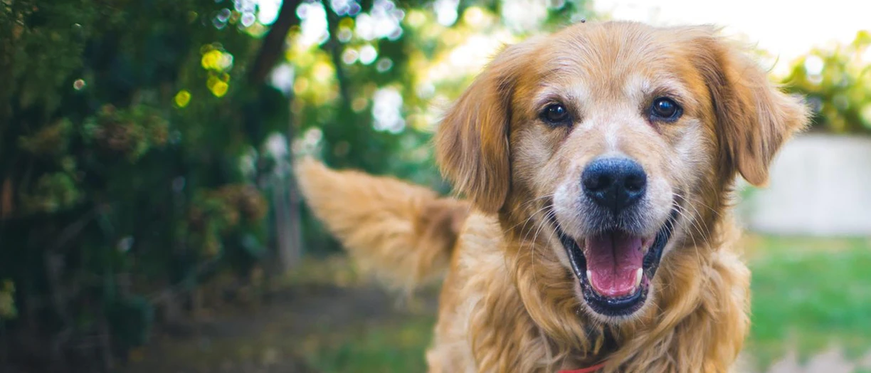 golden retriever