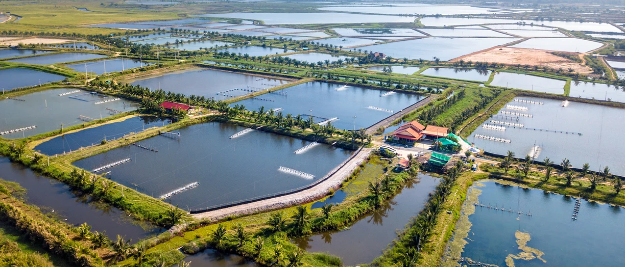 shrimp farm