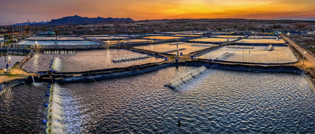 shrimp farm