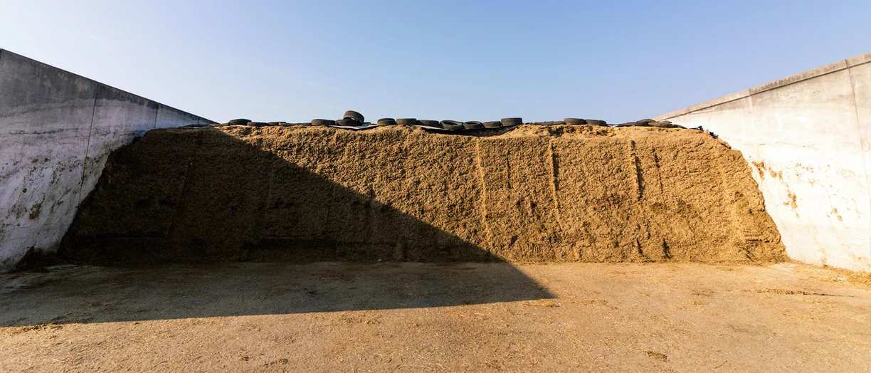 feed_out_silage