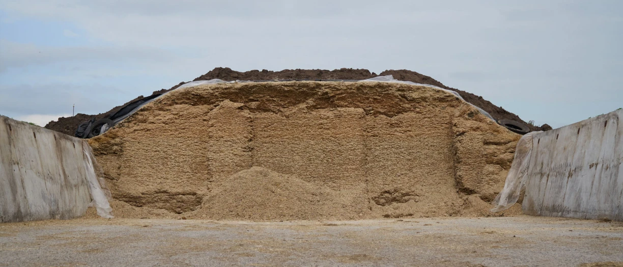 silage_Feedout
