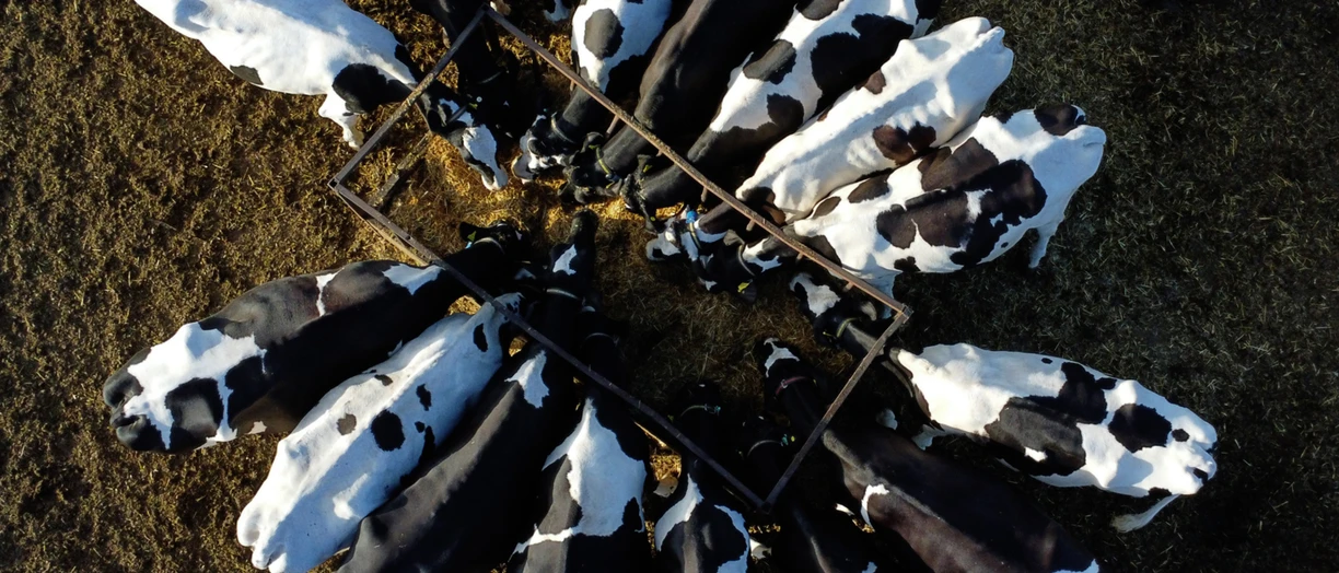 cows eating above