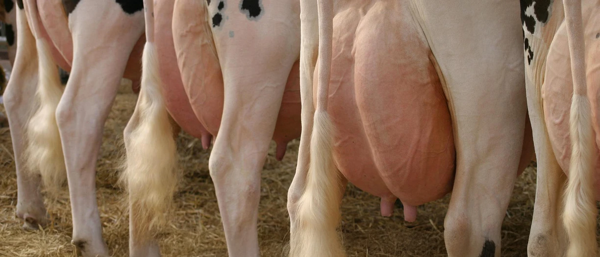 dairy cows