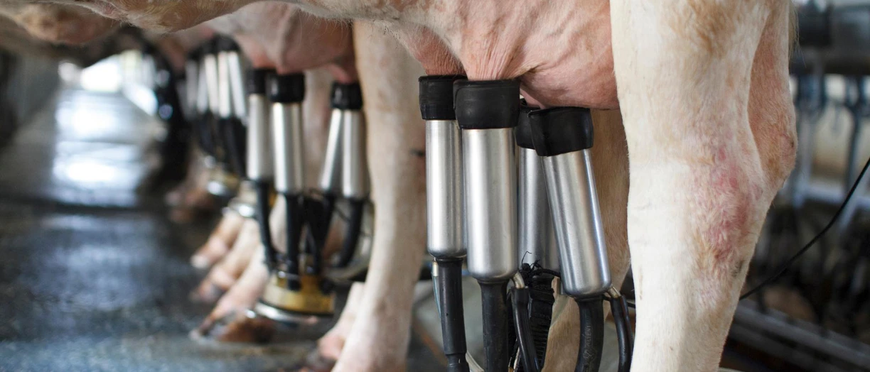 milking cows