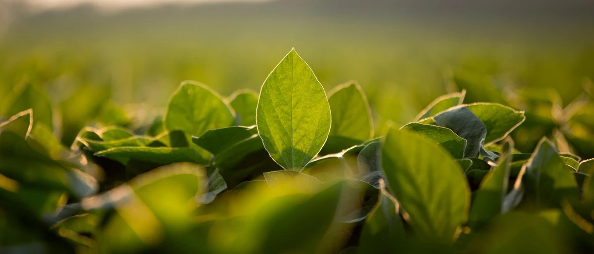 soybean field