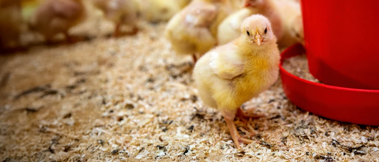 yellow chick feeding