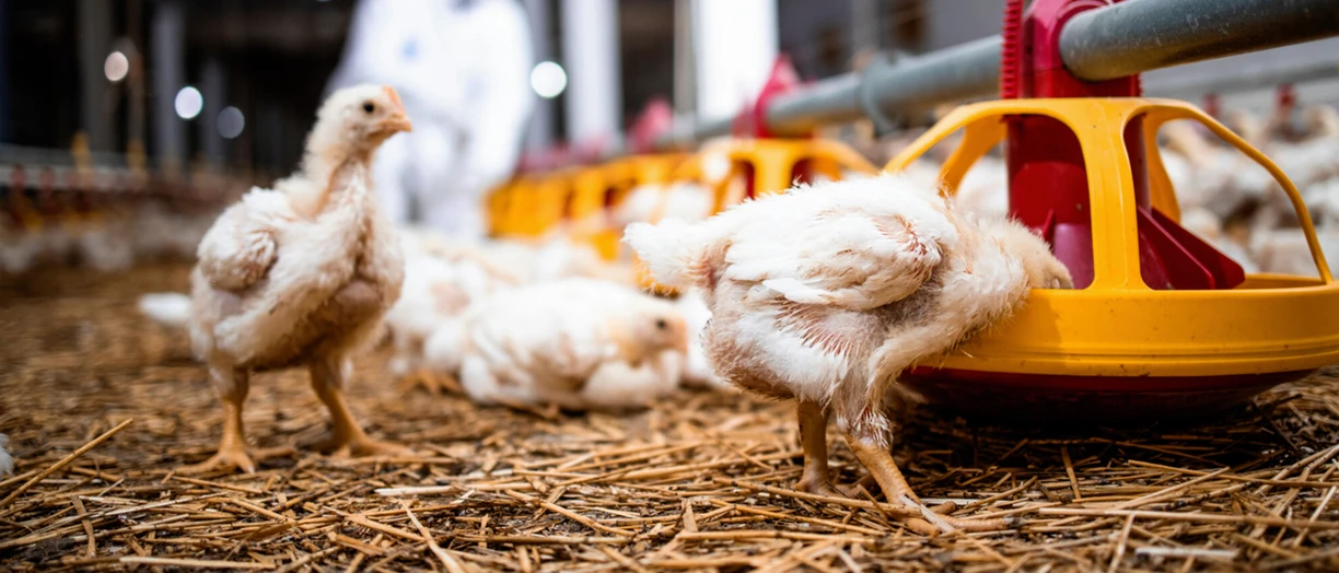 chicken feeding energy