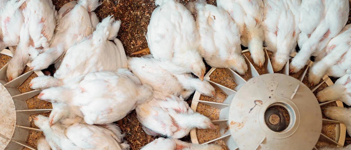 chicken feeding from above