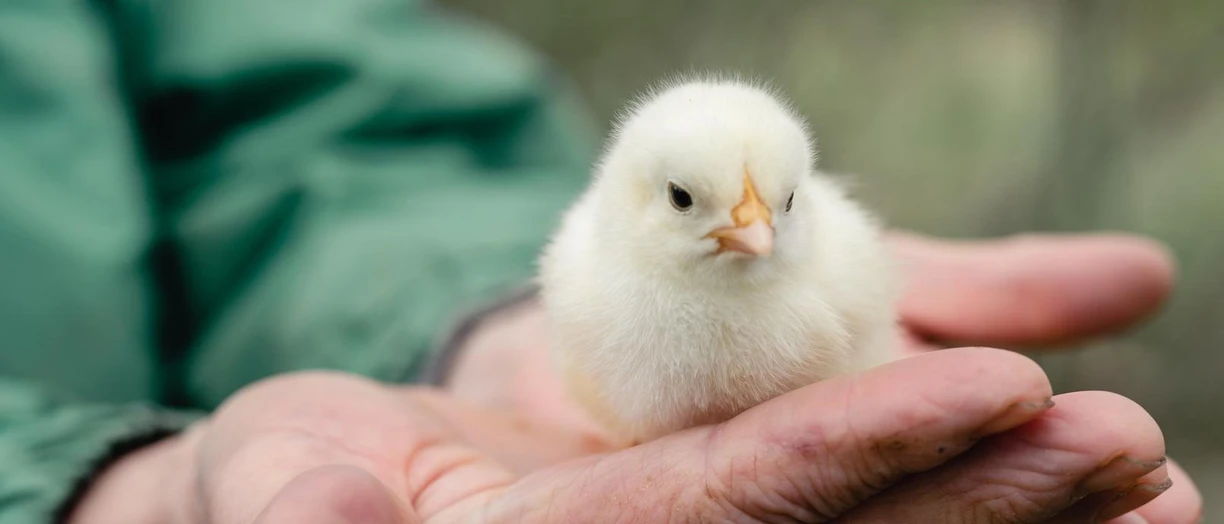 chicken farmer hand