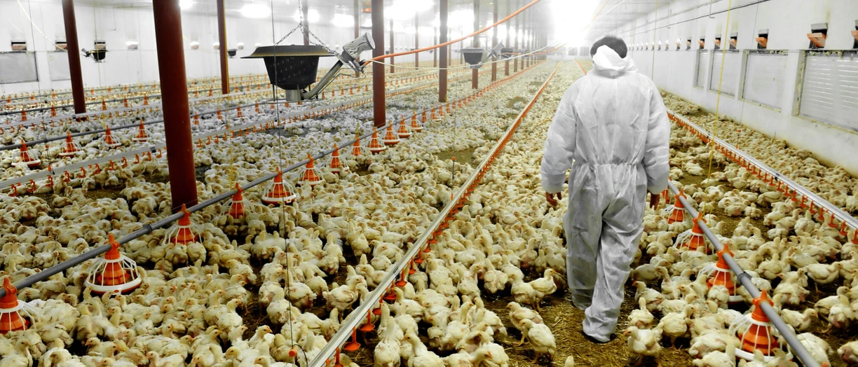 chicken farm man