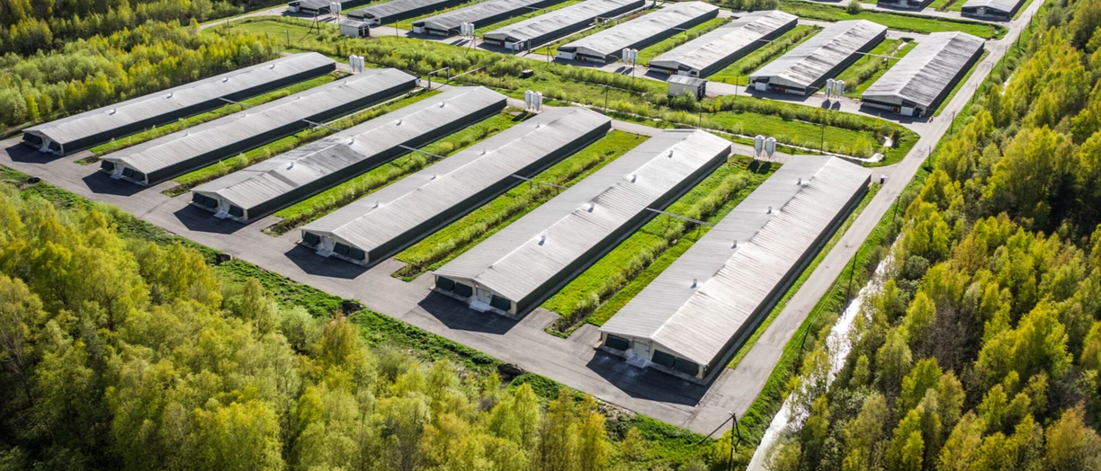 chicken farm from above